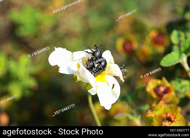 White spotted rose beetle (Oxythyrea funesta) is a phytophagous beetle native to Europe and Near East. This photo was taken in Garraf Natural Park