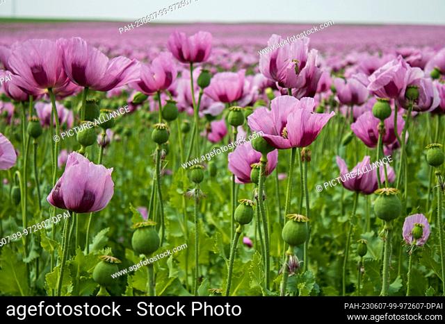 07 June 2023, Saxony, Wilsdruff: In a field near the Saxon town of Wilsdruff, there are thousands of poppies (Papaver somniferum)