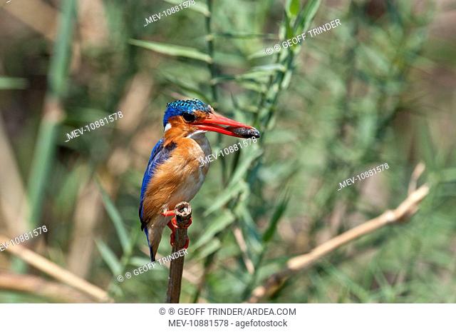 Malachite Kingfisher - with fish in bill (Alcedo cristata). Okavango River - Botswana