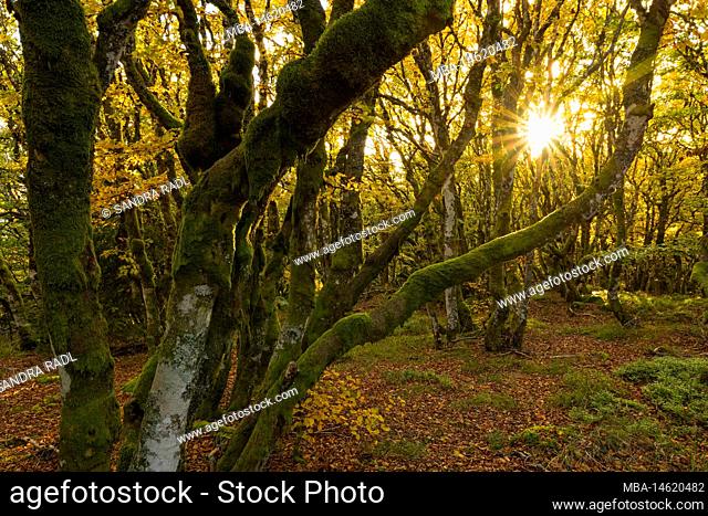 Autumn atmosphere in cripple beech forest near La Schlucht, tree trunks covered with moss, evening light, France, Grand Est region, Vosges Mountains