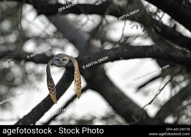 Spotted Owlet Athene brama in low flight in Ranthambore tiger reserve, India