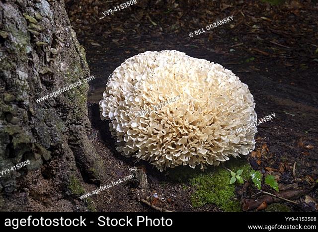 Close-up of large cauliflower mushroom (Genus Sparasssis) - Pisgah National Forest, Brevard, North Carolina, USA