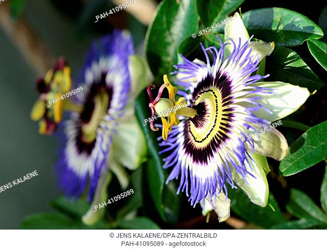Two passion flower (Passiflora caerulea) blooms are pictured in Berlin,  Germany, 11 July 2013. Photo: JENS KALAENE | usage worldwide