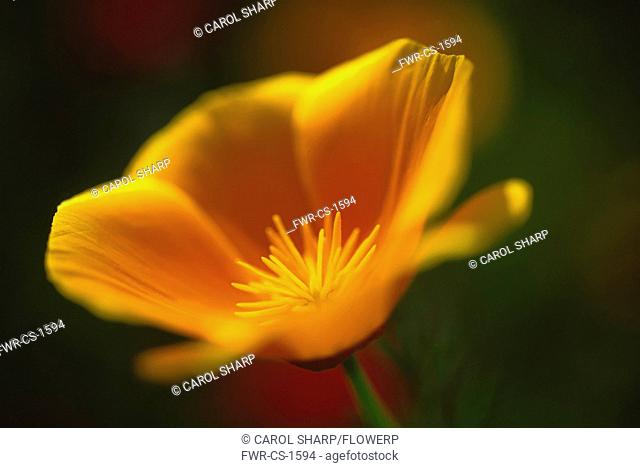 Poppy, Eschscholzia californica, Californian poppy