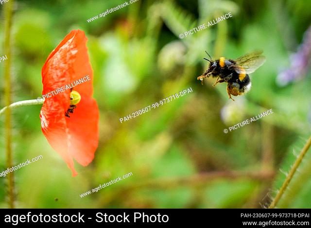 07 June 2023, Hesse, Mörfelden-Walldorf: A bumblebee approaches a poppy blossom in a meadow on the outskirts of town. Photo: Frank Rumpenhorst/dpa
