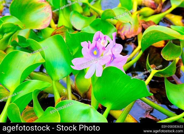 Wasserhyazinthe auf einem Teich - Water hyacinth flowers on a pond
