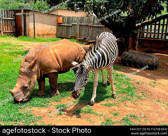 23 November 2022, South Africa, Mbombela: Baby rhino Daisy and baby zebra Modjadji on their daily walk through the enclosure