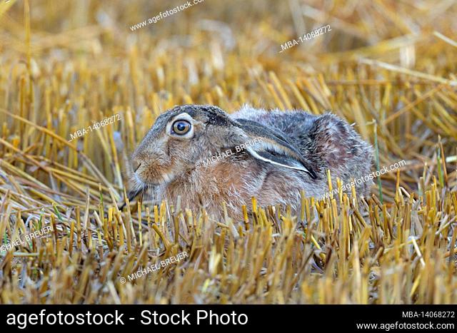 brown hare (lepus europaeus) on a stubble field, july, summer, hesse, germany