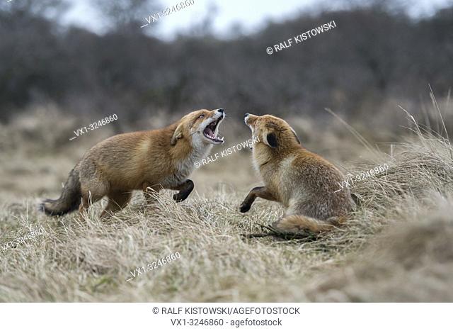 Red Foxes / Rotfuechse ( Vulpes vulpes ), two adults, in fight, fighting, threatening with wide open jaws, attacking each other, wildlife, Europe