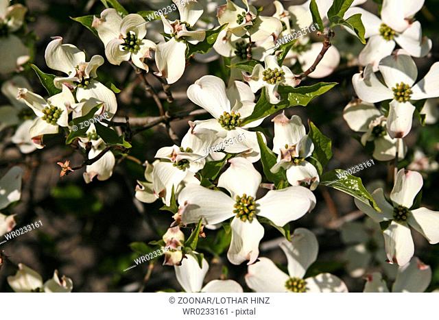 Cornus florida, Flowering dogwood