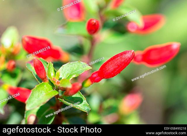 Red Fuchsia flowers with blurred shallow depth background