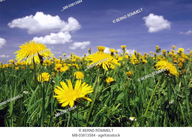 Meadow, dandelion, Taraxacum officinale,  blooms, yellow, heaven, clouds,   Nature, vegetation, plants, grass, flowers, meadow dandelion, blooms, perspectives