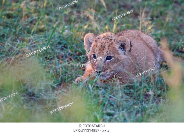 Close up of very young lion cub stalking prey in grass, Masai Mara, Kenya, East Africa