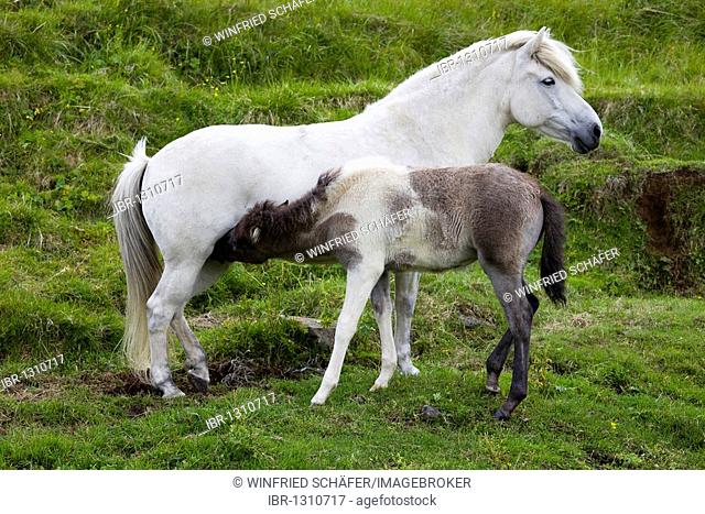 Icelandic Horse, mother and foal, Iceland, Europe