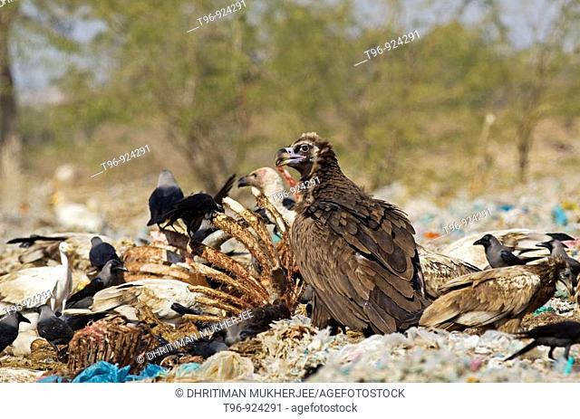 Cinereous Vulture near Bikaner Rajasthan India