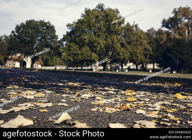 Autumnal Park With Golden Leaves and Trees. Fall Concept