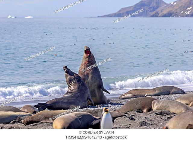 Antarctic, South Georgia Island, Salysbury plains, Southern Elephant Seal (Mirounga leonina), male