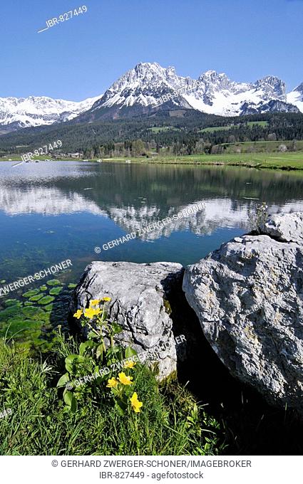 Artificial lake beside a golf course in front of the Kaisergebirge Mountains, Leukental Valley, Tyrol, Austria, Europe