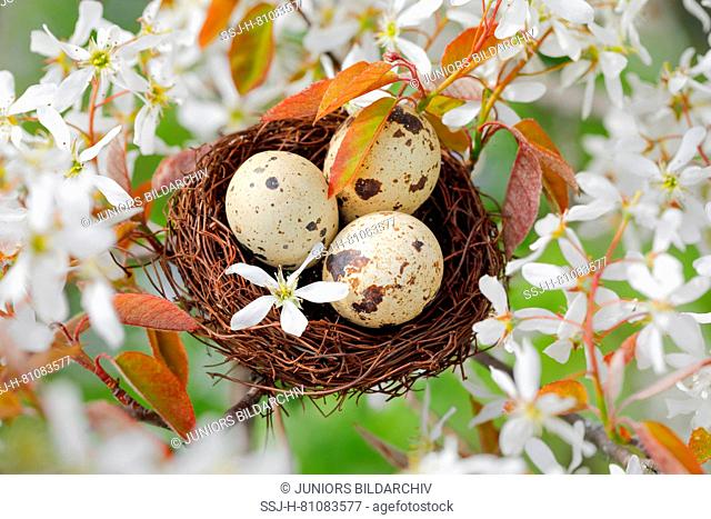 Nest with three eggs (Common Quail) in flowering European Serviceberry (Amelanchier ovalis). Switzerland