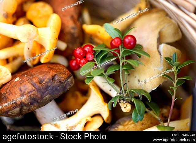 close up of mushrooms in basket in forest
