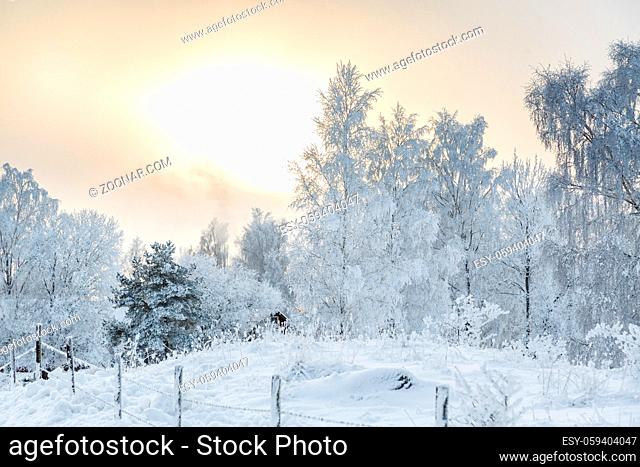 Pasture with barbed wire in a winter landscape with snow and frost