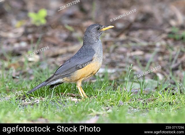 Olive Thrush (Turdus olivaceus), side view of an adult standing on the ground, Western Cape, South Africa