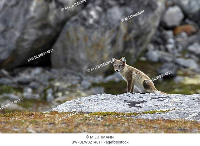 arctic fox, polar fox Alopex lagopus, Vulpes lagopus, sitting on a rock in its' habitat, Greenland, Ammassalik, Angmagssalik, Ostgroenland, Tunu, Kuummiit