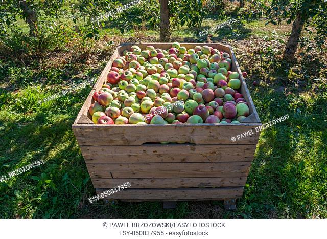 Wooden bin full of red-green apples. Crate of fresh apples for transport and sale