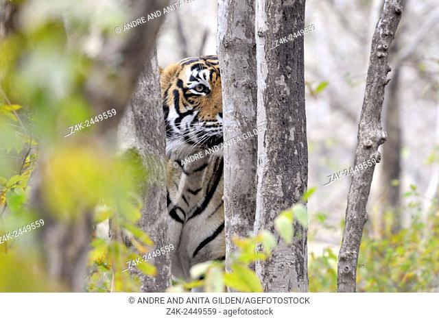 Bengal Tiger (Panthera tigris tigris) stalking from behind a tree, Ranthambhore national park, Rajastan, India