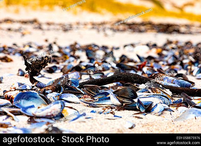 Broken Mussel shells washed up on a beach on the Western seaboard of Cape Town