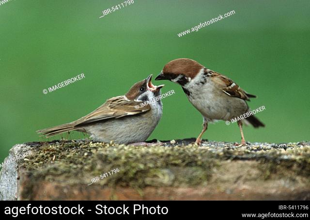 Tree Sparrow (Passer montanus) feeding young, Lower Saxony, Germany, Europe