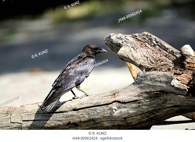 Carrion/Hooded Crow, Corvus corone, Corvidae, Crow, juvenile, moulting, bird, animal, Rhine river, Untervaz, Canton of Graubünden, Switzerland