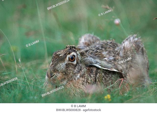 European hare Lepus europaeus