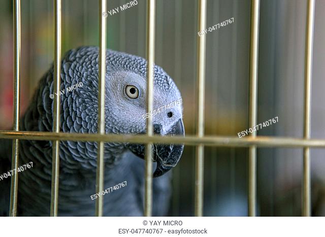 Gray Parrot Jaco
