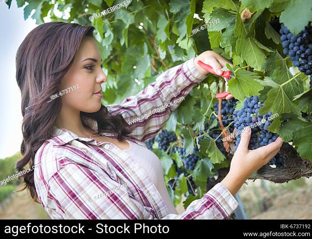Young mixed-race woman harvesting grapes in the vineyard outside