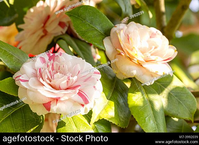 Camellia japonica 'Angela Cocchi' Obtenteur : Italie 1856