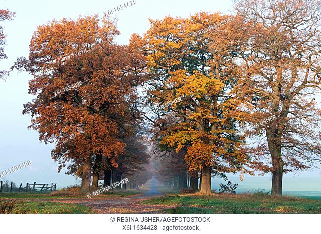 Common Oak Allee Quercus robur, in Autumn Colour, Beberbeck, North Hessen, Germany