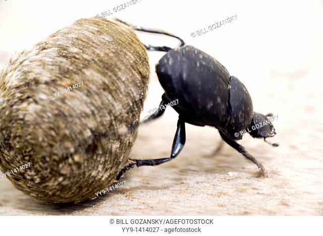 Dung Beetle - Los Novios Ranch - near Cotulla, Texas USA