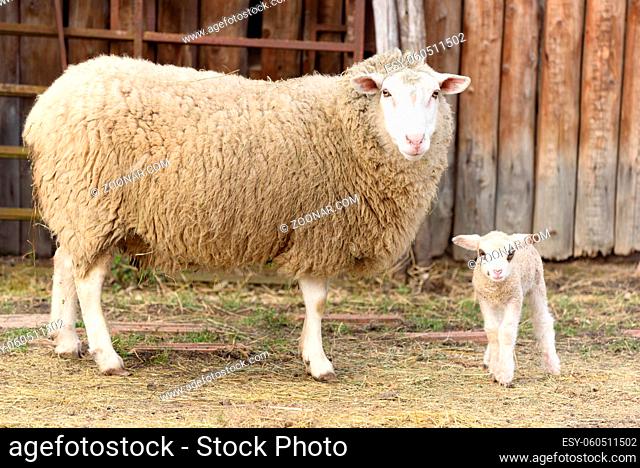 Lamb and sheep in a sheepfold and a pasture in a village in winter