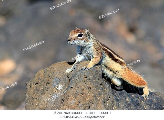 Barbary ground squirrel (atlantoxerus getulus) on a rock