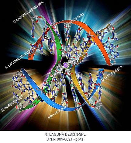 DNA Holliday junction. Molecular model of a Holliday junction (centre) between homologous strands of DNA (deoxyribonucleic acid)