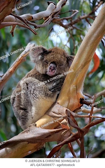 Koala, (Phascolarctos cinereus), adult on tree sleeping, resting, Hanson Bay, Kangaroo Island, South Australia, Australia