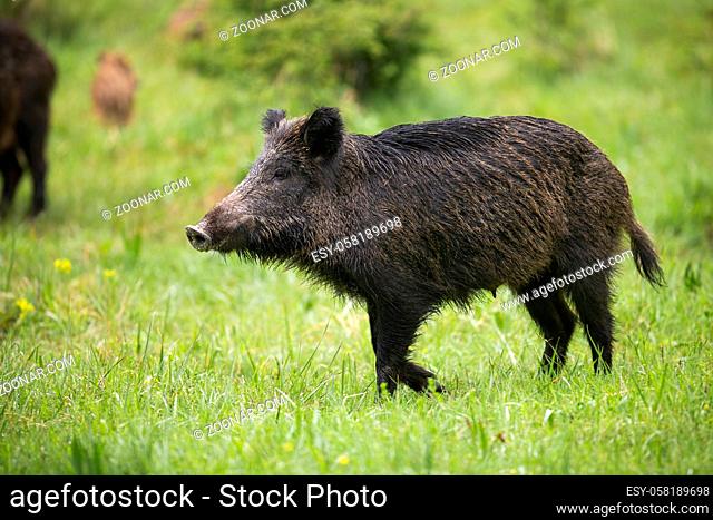 Female wild boar, sus scrofa, walking on green meadow with rest of herd behind. Animal with dark long fur and strong snout going from side view in summer nature