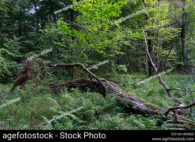 Broken old hornbeam tree lying among grass and ferns, Bialowieza Forest, Poland, Europe