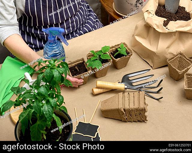 A woman pours earth into a cardboard cup with a green sprout. Growing plants at home, top view