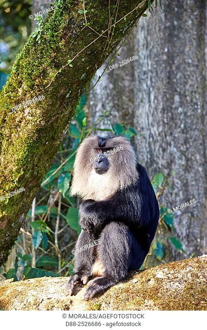 Asia, India, Tamil Nadu, Anaimalai Mountain Range Nilgiri hills, Lion-tailed macaque Macaca silenus, or the Wanderoo, The lion-tailed macaque ranks among the...