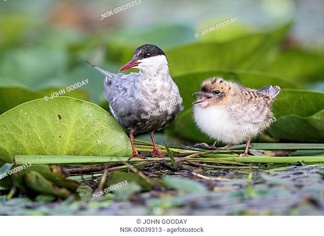 Adult Whiskered Tern (Chlidonias hybrida ) with chic on a nest of floating Lily pads, Hungary, Bekes, Lake Tisza