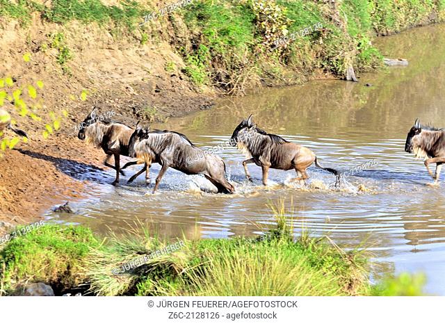 Excited Wildebeests, Connochaetes Taurinus, crossing a river for migration, Masai Mara, Kenya