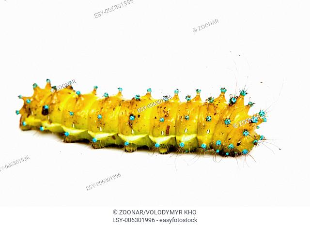 large caterpillar