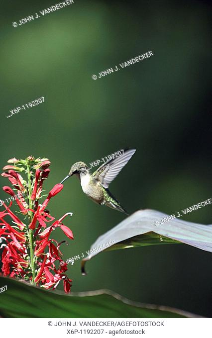 Ruby-throated Hummingbird, Archilochus colubris, feeding on red Cardinal Flowers, Lobelia cardinalis  Leamings Run Gardens, Cape May Court House, New Jersey